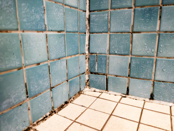 Best Mold Removal for HVAC Installations  in Richmond, TX