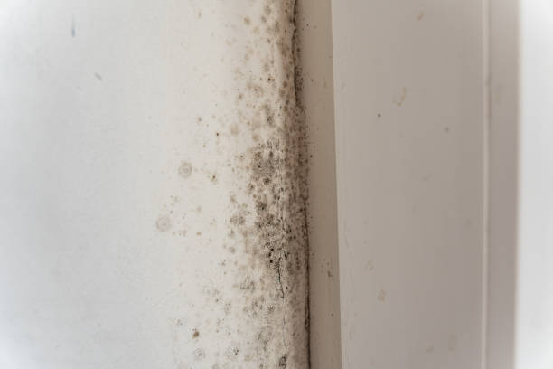 Trusted Richmond, TX Mold Removal Experts