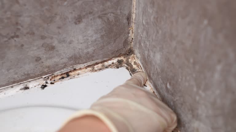  Richmond, TX Mold Removal Pros