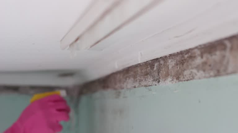 Best Crawl Space Mold Remediation  in Richmond, TX